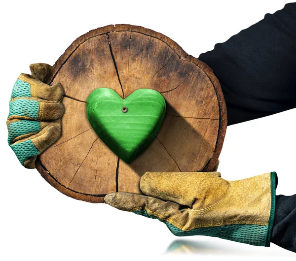 Elinde Koruyucu Eldivenleri Olan Eller Ağaç Gövdesinin Bir Kesitini Yeşil — Stok fotoğraf