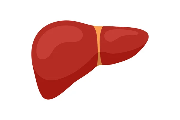 Hígado humano sano. Vector reversible glándula exocrina órgano interno aislado ilustración — Vector de stock