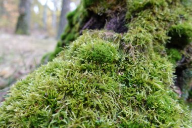 Orman moss koloniler halinde ihale yeşil bitki örtüsü