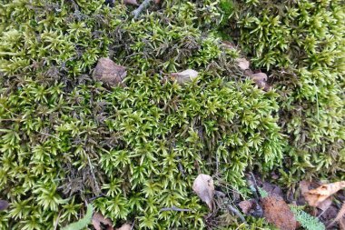 Orman moss koloniler halinde ihale yeşil bitki örtüsü