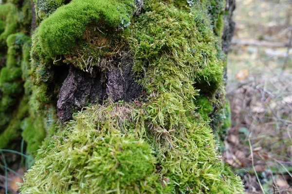 Tenera Vegetazione Verde Nelle Colonie Muschio Della Foresta — Foto Stock
