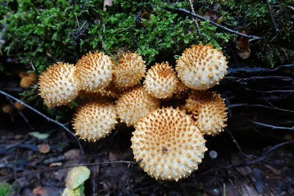 Cogumelos Floresta Está Hora Outono Para Apanhar Cogumelos Rússia Floresta — Fotografia de Stock