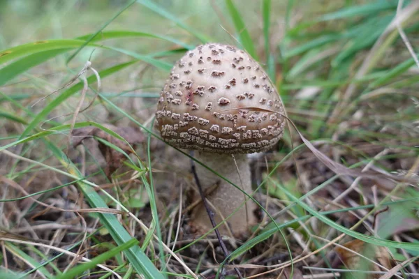 Vacker Röd Flyga Agarisk Svamp — Stockfoto