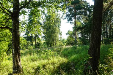 Güneşli bir günde orman. Moskova bölgesi Rusya