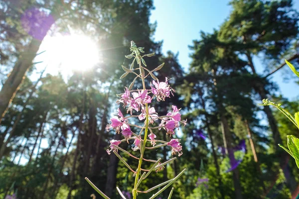 Beautiful forest flower in the sun. The nature of Russia