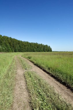 Çimenler ve mükemmel mavi gökyüzü.