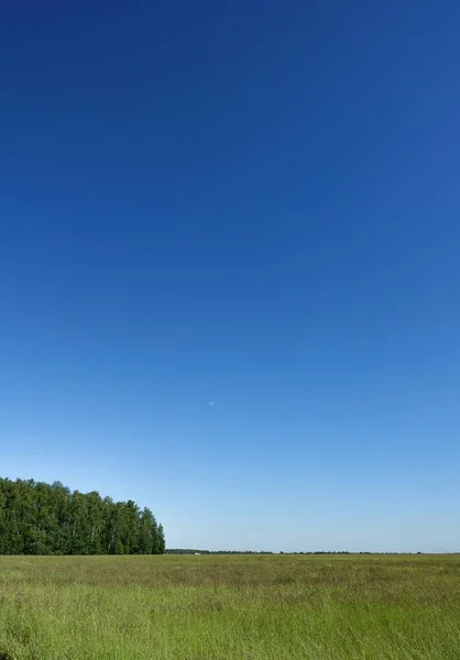 Πεδίο Του Χόρτου Και Τέλειο Γαλάζιο Ουρανό — Φωτογραφία Αρχείου
