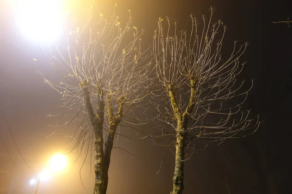 Nebelige Nacht Der Stadt Von Einer Laterne Nebel Geweihte Bäume — Stockfoto