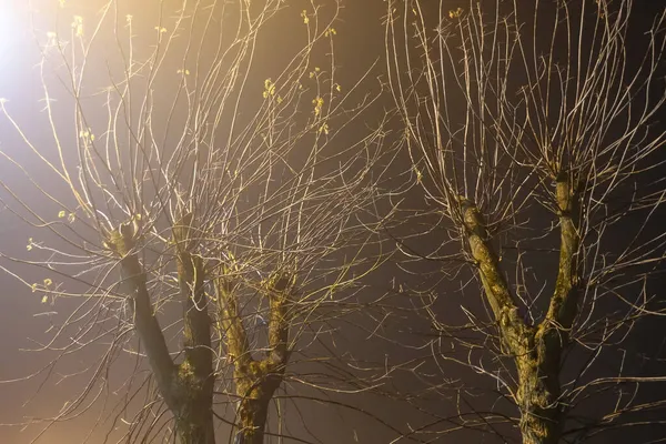 Noite Nebulosa Cidade Árvores Consagradas Por Uma Lanterna Nevoeiro — Fotografia de Stock
