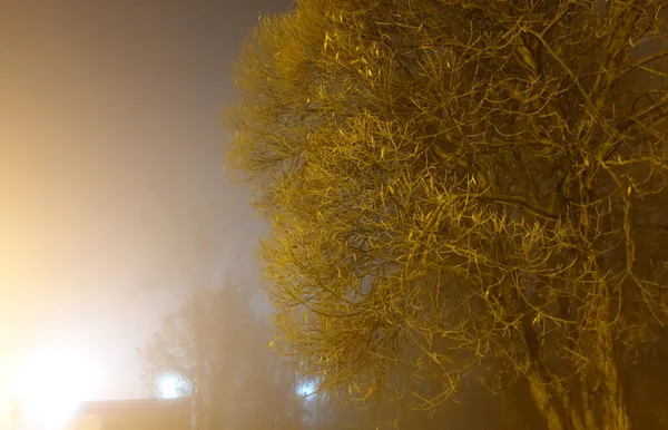 Noite Nebulosa Cidade Árvores Consagradas Por Uma Lanterna Nevoeiro — Fotografia de Stock