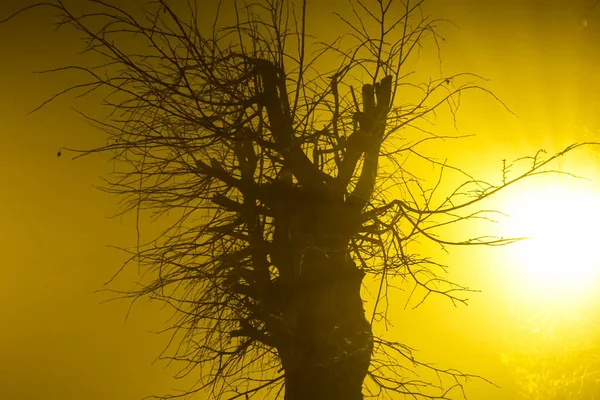 Сухое Дерево Желтом Тумане Утренний Туман Смог Плохая Экология — стоковое фото