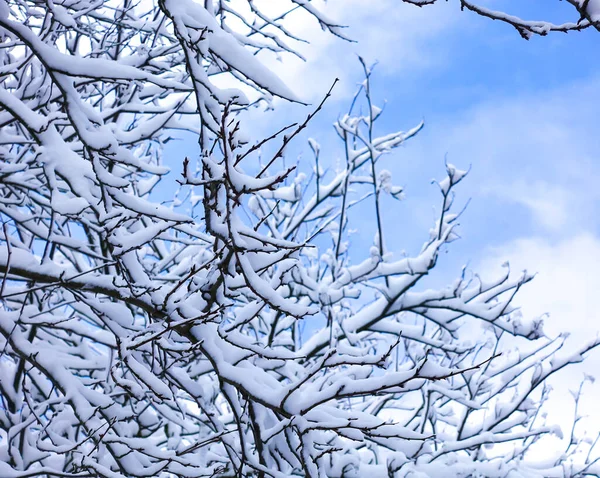 Floresta Nevada Ramos Cobertos Neve Contra Céu — Fotografia de Stock