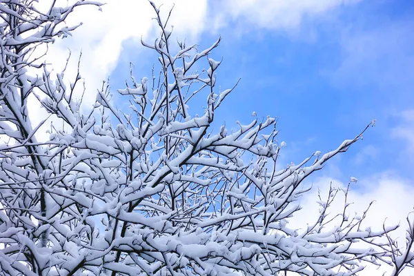 Havas Erdő Hóval Borított Ágak Égen — Stock Fotó