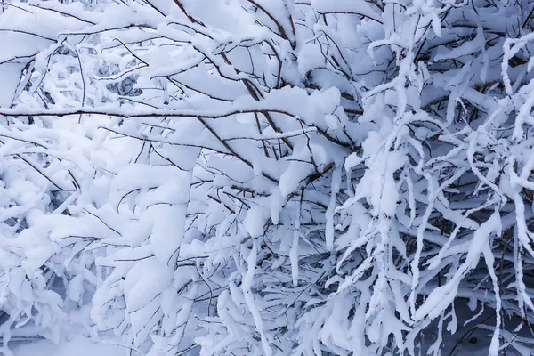 Inverno Nevado Ramos Dos Arbustos Estão Cobertos Neve Espessa Rússia — Fotografia de Stock