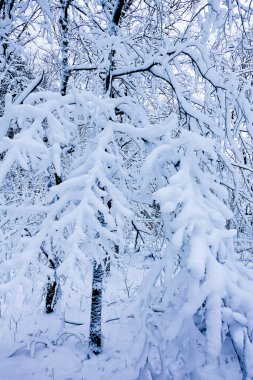 Güzel karlı orman. Ağaçlar karla kaplı. Rusya