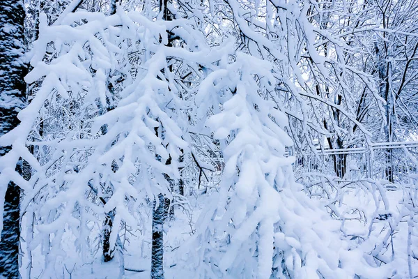 Nádherný Zasněžený Les Stromy Jsou Pokryty Sněhem Rusko — Stock fotografie