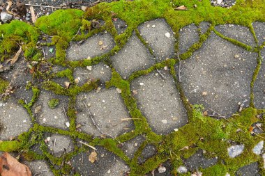 Yosun kaplı eski beton duvar. Kaba doku arkaplanı