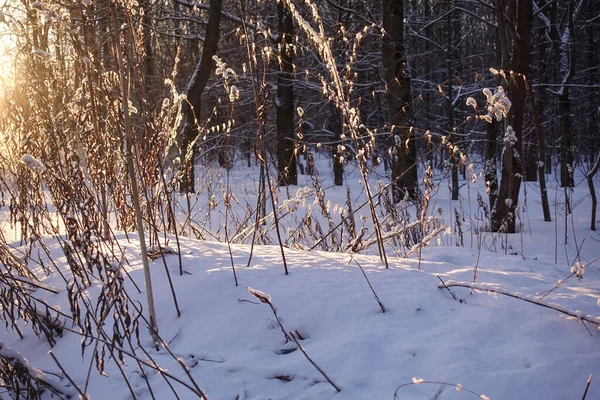 Suchá Tráva Sněhové Závěji Sluneční Světlo Strany — Stock fotografie