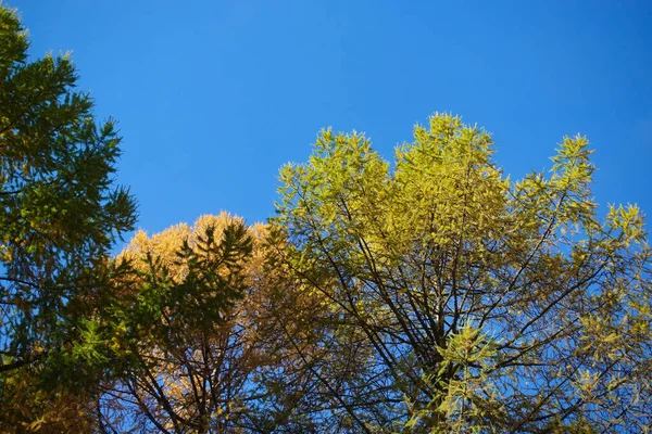 Pinos Otoñales Contra Cielo Azul Árboles Diferentes Colores Hermoso Fondo — Foto de Stock