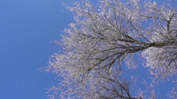 Neve Cade Dai Rami Alberi Coperti Brina Contro Cielo Azzurro — Video Stock