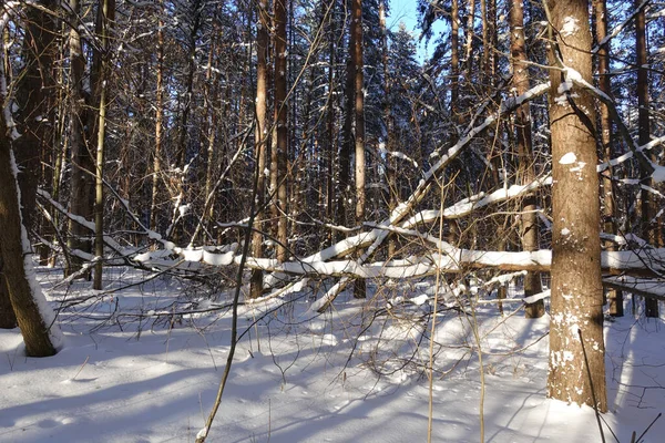 Fallen Trees White Snow Bare Branches Tree Forest Frosty Winter — Stock Photo, Image