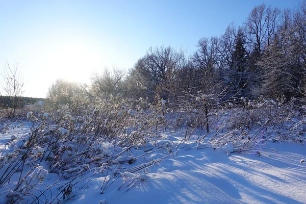 Drzewa Krzewy Pokryte Śniegiem Tle Błękitnego Nieba Zimowy Mroźny Dzień — Zdjęcie stockowe