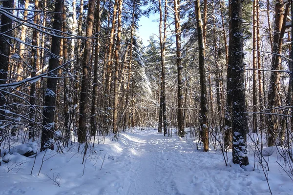 Vinterskog Stigen Går Genom Skogen Täckt Med Snö Ryssland — Stockfoto