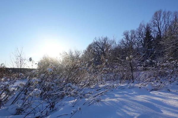 森林里的冬天在雪中的树 美丽的冬季风景 — 图库照片