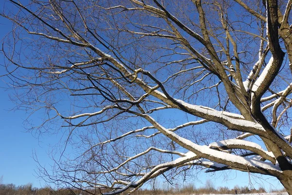 Winter Het Bos Boom Bedekt Met Sneeuw Prachtig Winterlandschap — Stockfoto