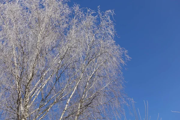 Árvores Cobertas Neve Contra Céu Azul — Fotografia de Stock
