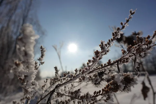 Bílý Sníh Holých Větvích Stromů Mrazivého Zimního Dne Zblízka Přirozené — Stock fotografie