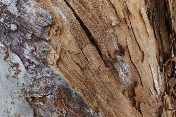 Die Textur Des Alten Rissigen Holzes Risse Der Oberfläche Des — Stockfoto