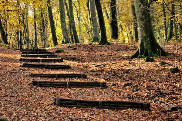 Jesienny las Zdjęcia Stockowe bez tantiem