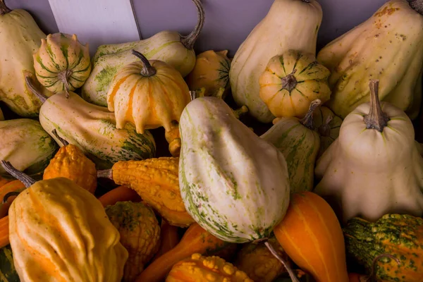 Vendemmia Sfondo Zucche Colori Autunno Stagione Arancione Halloween Giorno Del — Foto Stock