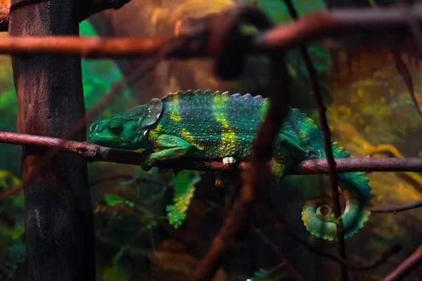 Camaleão pantera bonita sentado em um ramo. Cores verdes brilhantes. Um pequeno réptil, um animal selvagem — Fotografia de Stock