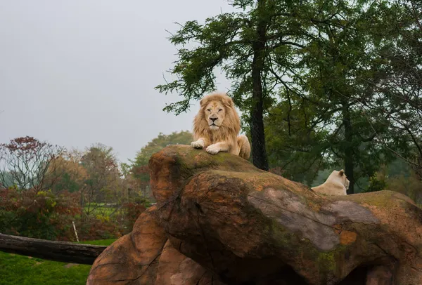 Pareja de leones león macho acostado en una piedra, león hembra de pie sobre una piedra. Vida silvestre — Foto de Stock