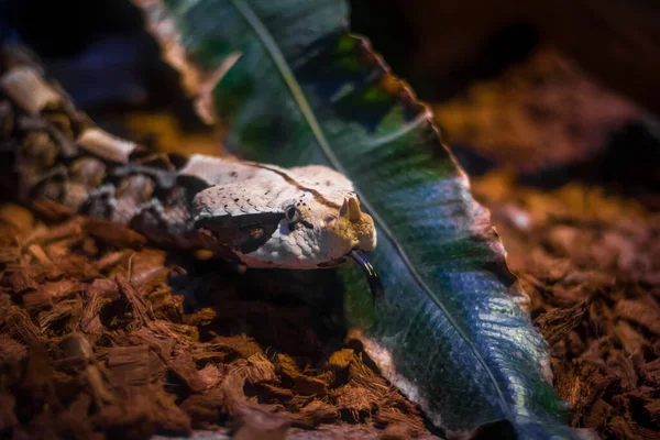 Giftige Schlange - Gabunenotter Porträt, verschwommener Hintergrund. Afrikanisches Reptil — Stockfoto