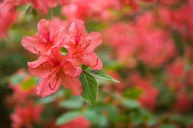 Soyut arkaplan. Bulanık doğa arka planında bahar ya da yaz çiçeği kompozisyonu