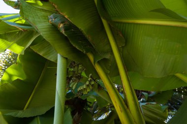 Yeşil doğal arka plan - küçük muzlu tropikal muz ağacı. Bahçede muz yaprağı dokusu, soyut yeşil yaprak, büyük palmiye yaprakları. 