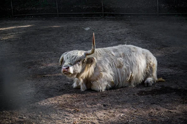 White Scottish Highland cattle rest on ground. Farm animal, fluffy cow — Stok fotoğraf