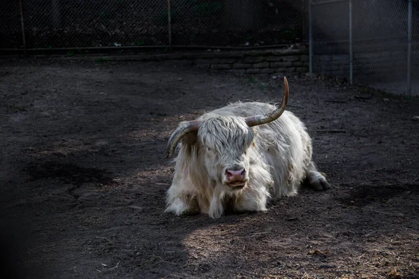 White Scottish Highland cattle rest on ground. Farm animal, fluffy cow — Stok fotoğraf