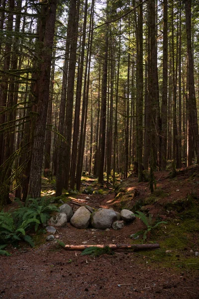 Ξημέρωμα Στο Δάσος Πρωινή Φύση Ακτίνες Του Ήλιου Δέντρα Πέτρες — Φωτογραφία Αρχείου