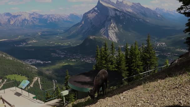 Dağ Manzarası Dağ Keçisi Evin Yamacında Otluyor Kanada Nın Rocky — Stok video