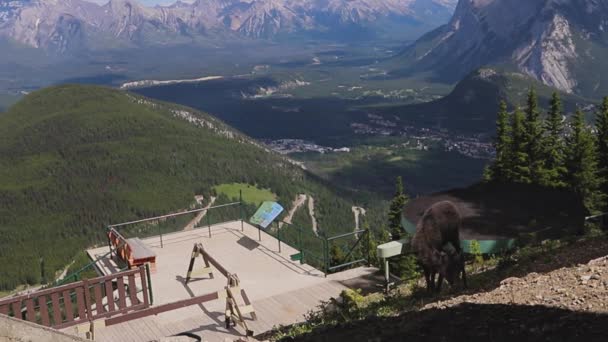 Mountain Landscape Mountain Goat Grazing Slope House Rocky Mountains Canada — Stock Video