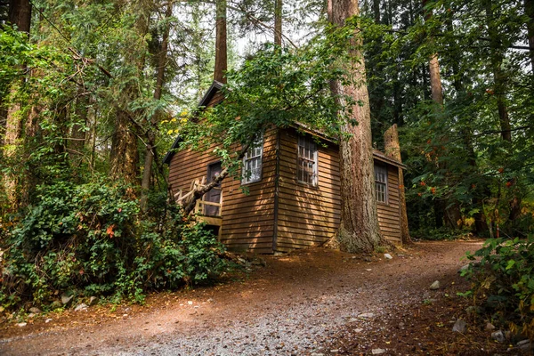 森林里的旧木屋 历史建筑 — 图库照片