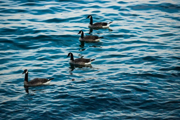 Gansos Nadam Água Azul Vida Selvagem Ganso Canadá Número Diferente — Fotografia de Stock