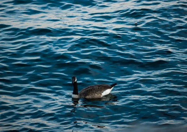 Gänse Schwimmen Auf Blauem Wasser Wildtiere Kanadagans Eine Andere Zahl — Stockfoto
