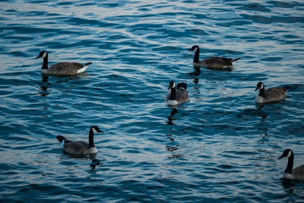 Гуси Плавают Голубой Воде Животный Мир Канадский Гусь Другое Число — стоковое фото