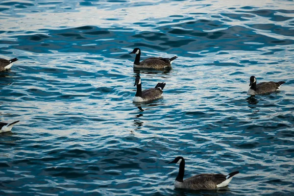 Gansos Nadam Água Azul Vida Selvagem Ganso Canadá Número Diferente — Fotografia de Stock