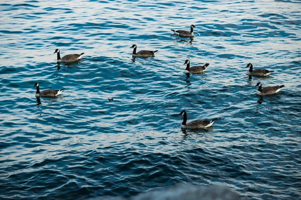 Гуси Плавают Голубой Воде Животный Мир Канадский Гусь Другое Число — стоковое фото
